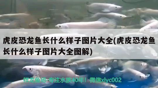 虎皮恐龙鱼长什么样子图片大全(虎皮恐龙鱼长什么样子图片大全图解)