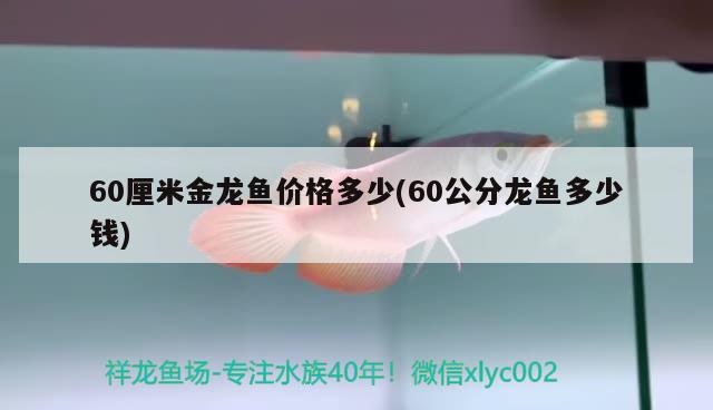 60厘米金龙鱼价格多少(60公分龙鱼多少钱)