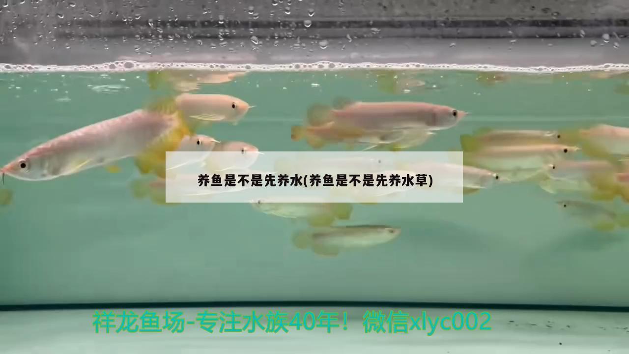 养鱼是不是先养水(养鱼是不是先养水草) 水草