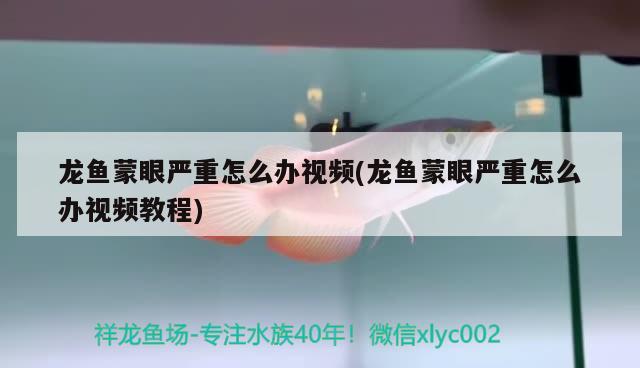 龙鱼蒙眼严重怎么办视频(龙鱼蒙眼严重怎么办视频教程) 广州观赏鱼批发市场