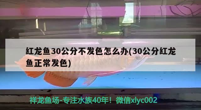 红龙鱼30公分不发色怎么办(30公分红龙鱼正常发色)