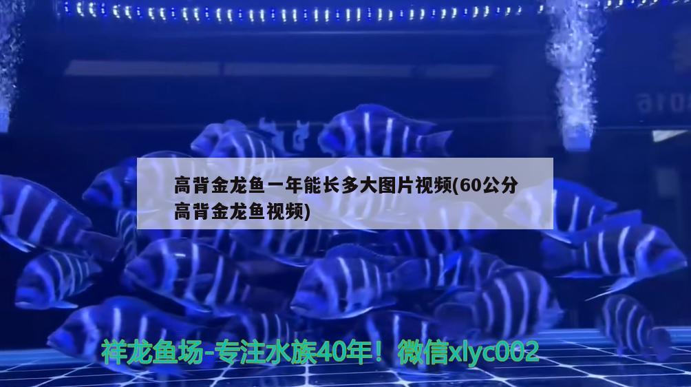 高背金龙鱼一年能长多大图片视频(60公分高背金龙鱼视频)