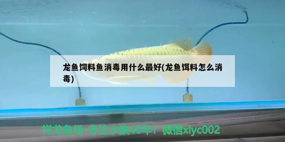 龙鱼饲料鱼消毒用什么最好(龙鱼饵料怎么消毒)