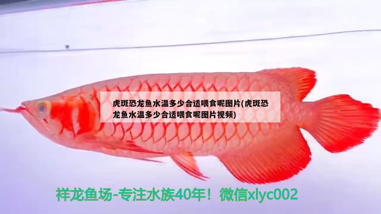 虎斑恐龙鱼水温多少合适喂食呢图片(虎斑恐龙鱼水温多少合适喂食呢图片视频)