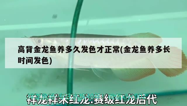 高背金龙鱼养多久发色才正常(金龙鱼养多长时间发色) 高背金龙鱼