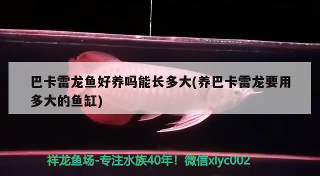 关于红龙鱼蒙眼治疗期司开冲浪泵吗的信息 眼斑鱼