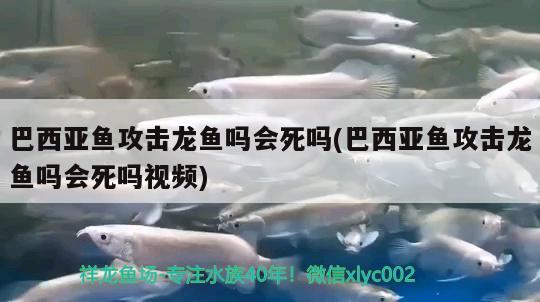 巴西亚鱼攻击龙鱼吗会死吗(巴西亚鱼攻击龙鱼吗会死吗视频) 巴西亚鱼