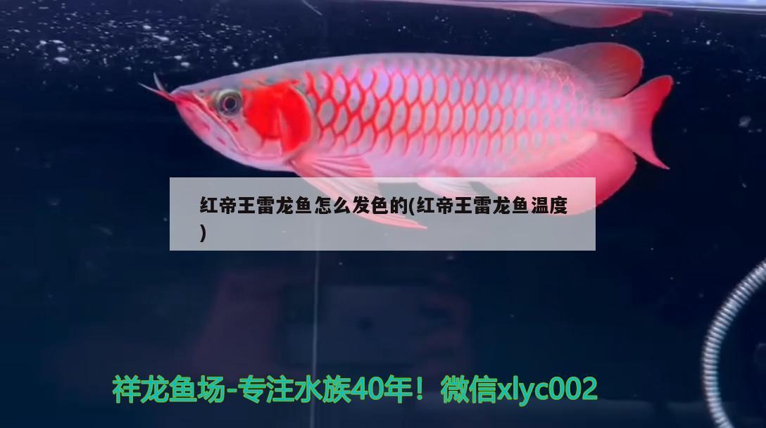 红帝王雷龙鱼怎么发色的(红帝王雷龙鱼温度) 水族用品