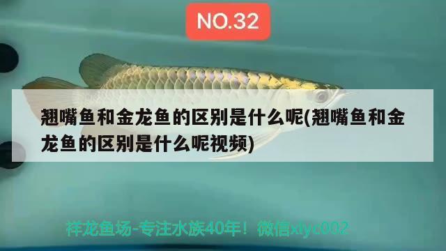 翘嘴鱼和金龙鱼的区别是什么呢(翘嘴鱼和金龙鱼的区别是什么呢视频) 红魔王银版鱼