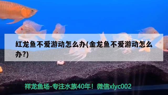 红龙鱼不爱游动怎么办(金龙鱼不爱游动怎么办?) 黄鳍鲳鱼