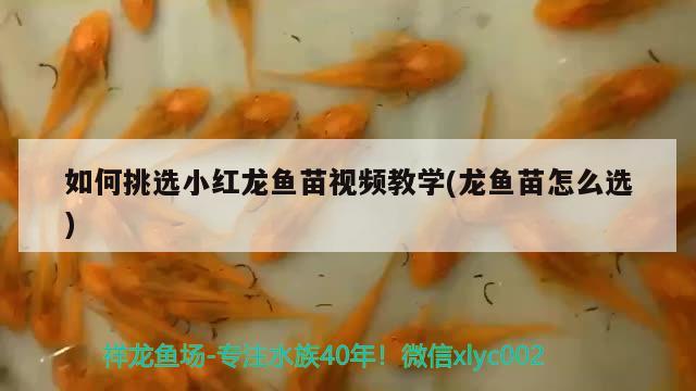 如何挑选小红龙鱼苗视频教学(龙鱼苗怎么选) 麦肯斯银版鱼