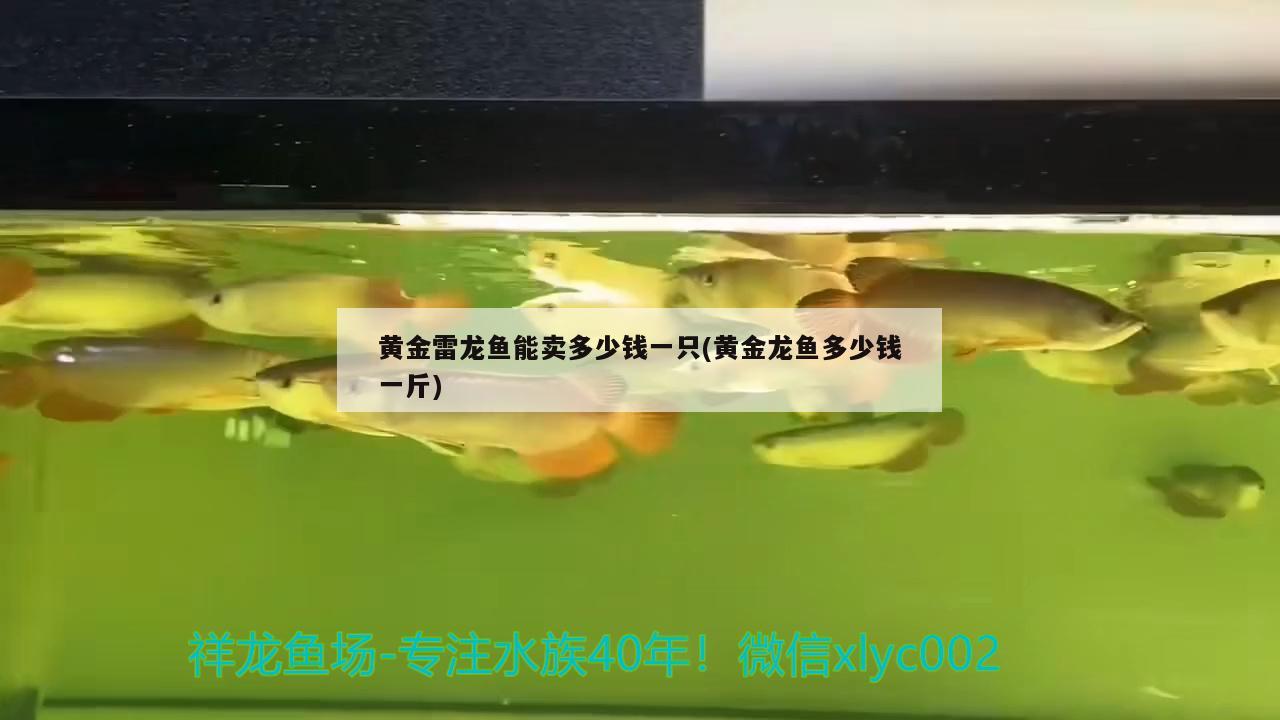 黄金雷龙鱼能卖多少钱一只(黄金龙鱼多少钱一斤)