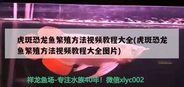 虎斑恐龙鱼繁殖方法视频教程大全(虎斑恐龙鱼繁殖方法视频教程大全图片) 虎斑恐龙鱼