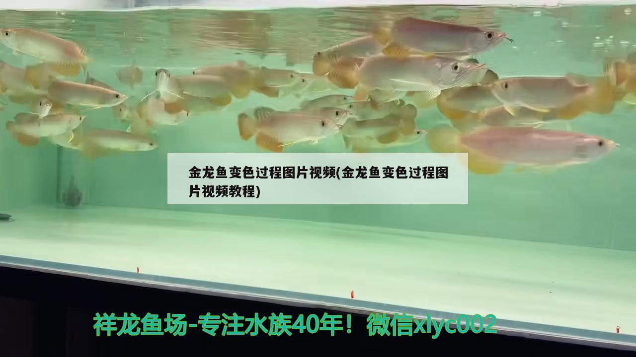 金龙鱼变色过程图片视频(金龙鱼变色过程图片视频教程) 罗汉鱼批发