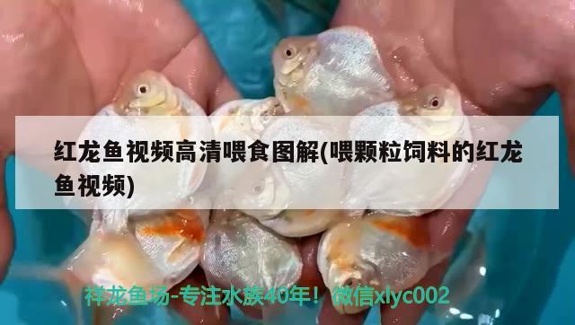 红龙鱼视频高清喂食图解(喂颗粒饲料的红龙鱼视频) 印尼虎苗