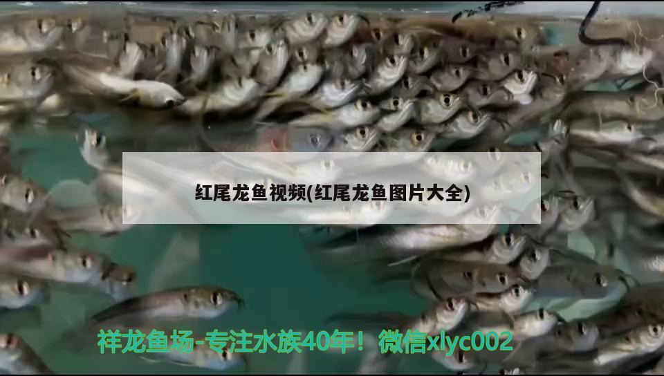 红尾龙鱼视频(红尾龙鱼图片大全) 双线侧鱼