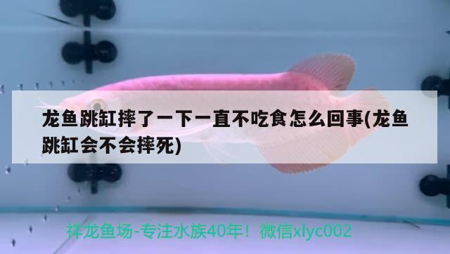 龙鱼跳缸摔了一下一直不吃食怎么回事(龙鱼跳缸会不会摔死) 观赏鱼鱼苗