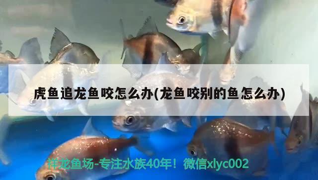 2021年最吉祥好运的微信头像，看看有你喜欢的吗？，2021年最吉祥好运的微信头像 充氧泵 第1张