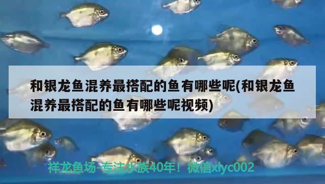 鱼缸漏水如何修补视频教学下载(鱼缸漏水如何修补视频教学下载安装) 其他品牌鱼缸