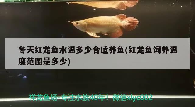 红龙鱼专用灯哪个牌子的好一点(红龙鱼用什么灯光效果好) 一眉道人鱼