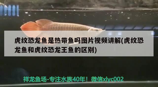 虎纹恐龙鱼是热带鱼吗图片视频讲解(虎纹恐龙鱼和虎纹恐龙王鱼的区别)