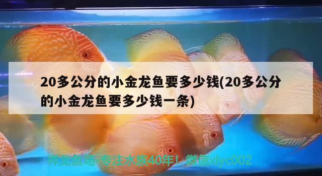 20多公分的小金龙鱼要多少钱(20多公分的小金龙鱼要多少钱一条) 元宝鲫