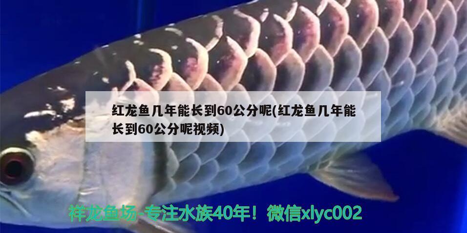 红龙鱼几年能长到60公分呢(红龙鱼几年能长到60公分呢视频) 虎斑恐龙鱼
