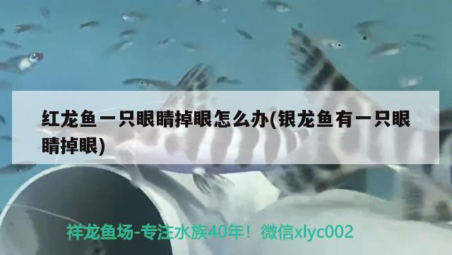 红龙鱼一只眼睛掉眼怎么办(银龙鱼有一只眼睛掉眼)