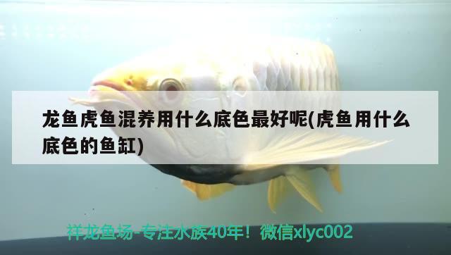 生态金鱼缸怎么做视频教程下载：生态金鱼缸怎么做视频教程下载安装 养鱼的好处 第2张