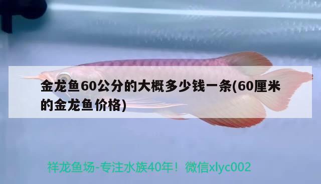 金龙鱼60公分的大概多少钱一条(60厘米的金龙鱼价格) 杀菌消毒设备