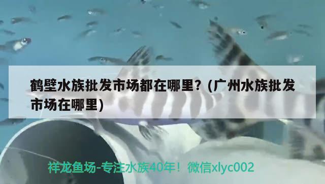 鹤壁水族批发市场都在哪里？(广州水族批发市场在哪里)