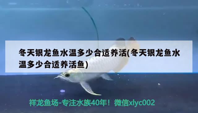 冬天银龙鱼水温多少合适养活(冬天银龙鱼水温多少合适养活鱼) 银龙鱼 第1张