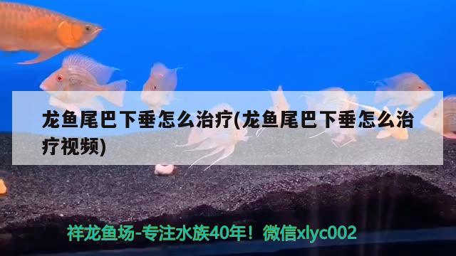 龙鱼尾巴下垂怎么治疗(龙鱼尾巴下垂怎么治疗视频) 银龙鱼