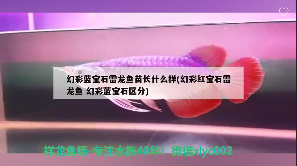 幻彩蓝宝石雷龙鱼苗长什么样(幻彩红宝石雷龙鱼幻彩蓝宝石区分)