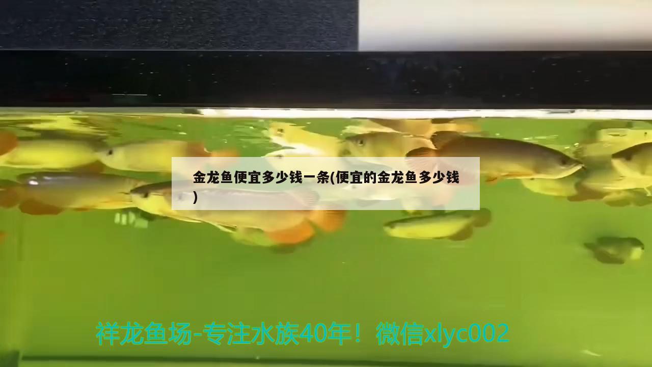 金龙鱼便宜多少钱一条(便宜的金龙鱼多少钱) 赤荔凤冠鱼