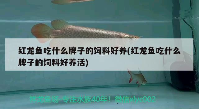 红龙鱼吃什么牌子的饲料好养(红龙鱼吃什么牌子的饲料好养活)