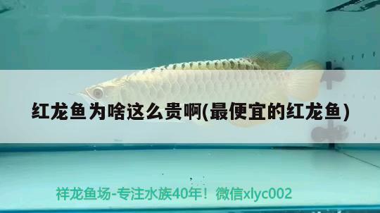 营子矿区汪庄镇树贵观赏鱼具店 全国水族馆企业名录 第2张