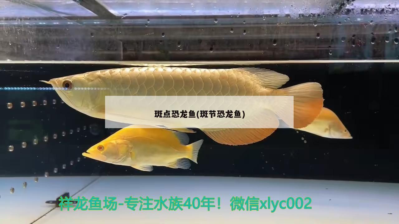 斑点恐龙鱼(斑节恐龙鱼)