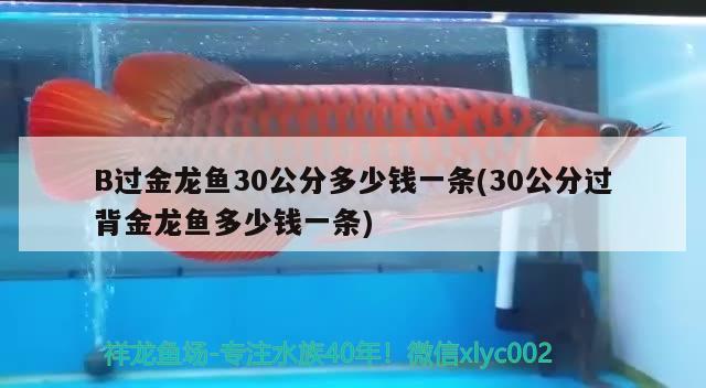 B过金龙鱼30公分多少钱一条(30公分过背金龙鱼多少钱一条) 过背金龙鱼