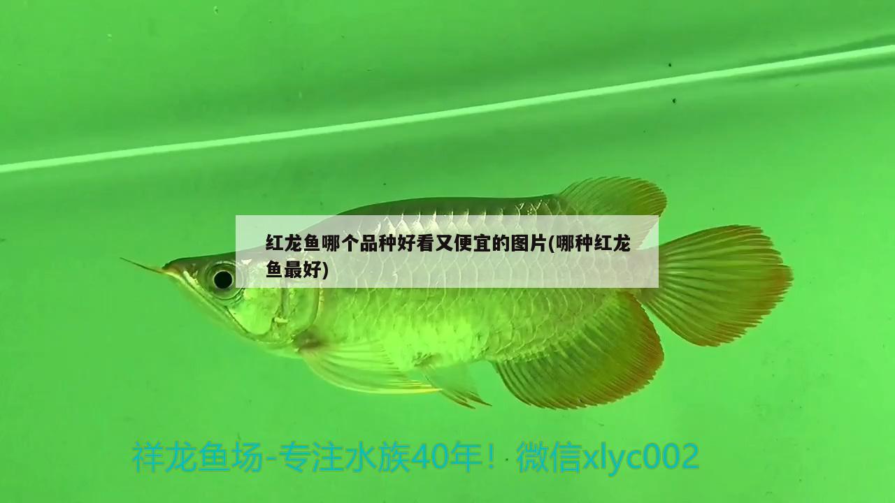 最便宜的龙鱼多少钱一条（龙鱼哪种便宜一些） 水族品牌