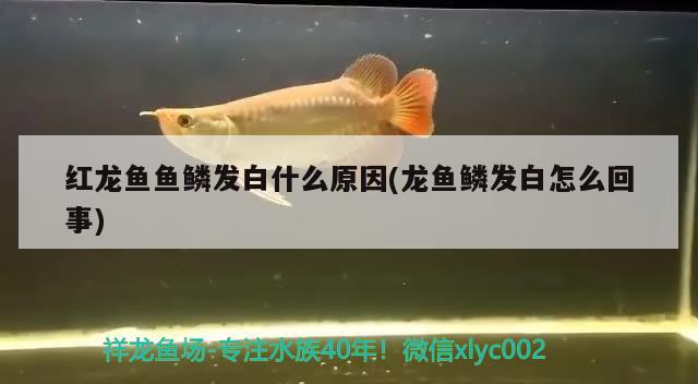 红龙鱼鱼鳞发白什么原因(龙鱼鳞发白怎么回事)