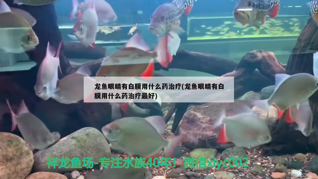 龙鱼眼睛有白膜用什么药治疗(龙鱼眼睛有白膜用什么药治疗最好)