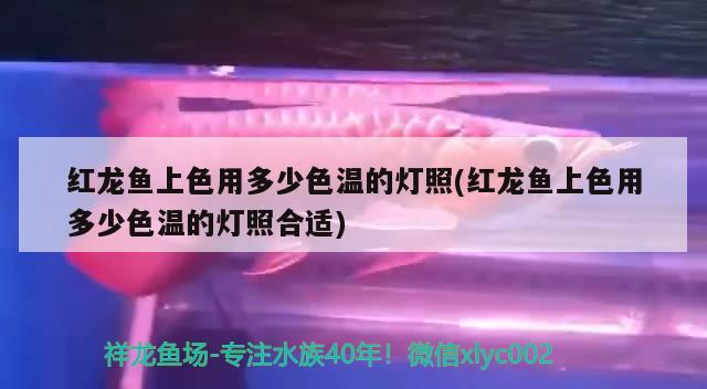 金鱼缸氧气泵不喷气了怎么回事儿：金鱼氧气泵为什么不出泡泡 广州水族批发市场 第3张