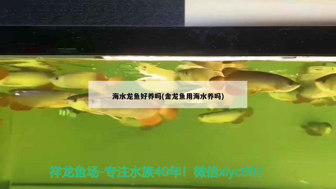 海水龙鱼好养吗(金龙鱼用海水养吗) 黑帝王魟鱼