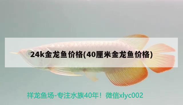 24k金龙鱼价格(40厘米金龙鱼价格)