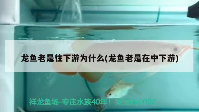 邯郸鱼缸回收公司电话多少？，邯郸鱼缸回收公司电话多少啊 温控设备 第2张