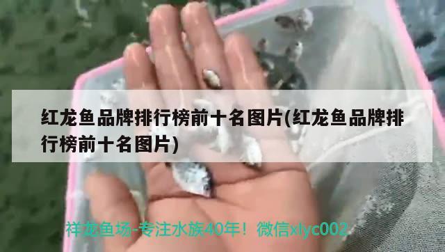 红色雷龙鱼用吉印落日红(酒红雷龙鱼发色)