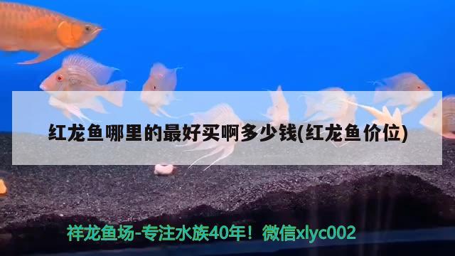 红龙鱼哪里的最好买啊多少钱(红龙鱼价位)