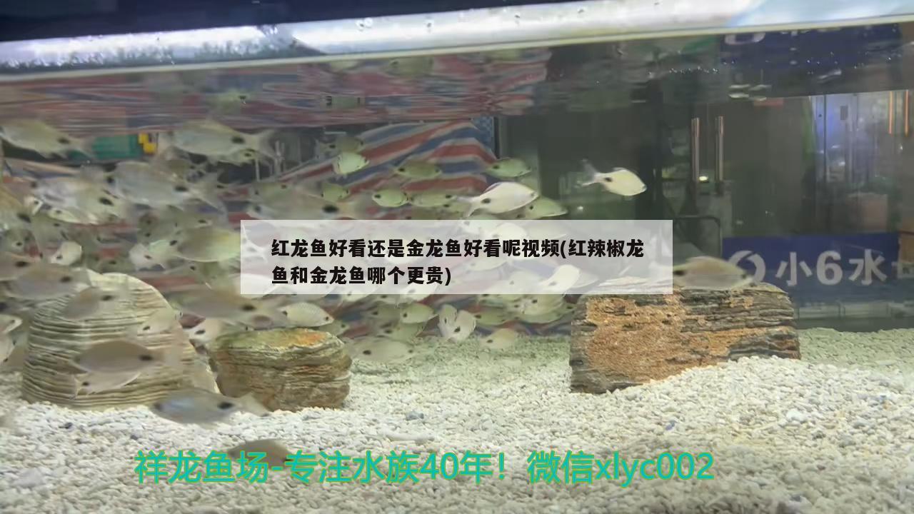 红龙鱼好看还是金龙鱼好看呢视频(红辣椒龙鱼和金龙鱼哪个更贵) 玫瑰银版鱼