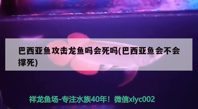 巴西亚鱼攻击龙鱼吗会死吗(巴西亚鱼会不会撑死)